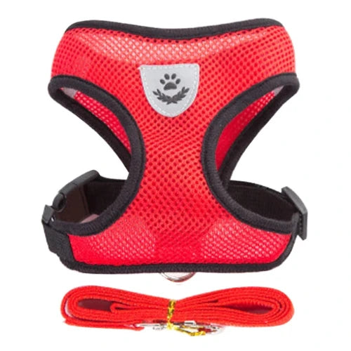 Harnais et laisse rouges pour Chihuahua โ Confortables et rรฉsistants, parfaits pour promener votre petit chien ou chat