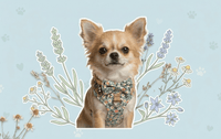 Why is a harness essential for your Chihuahua? (And how to protect them naturally)