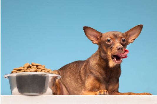 Croquettes pour Petit Chien : Guide Complet pour une Alimentation Adaptée et Équilibrée