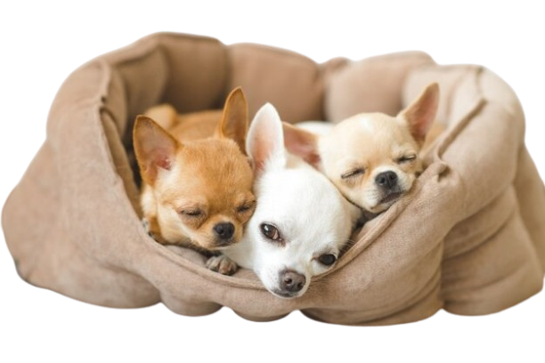 Niches pour Chihuahua / Chiens