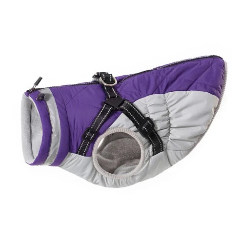 Chihuahua-Mantel: Lila-graue wasserdichte Jacke