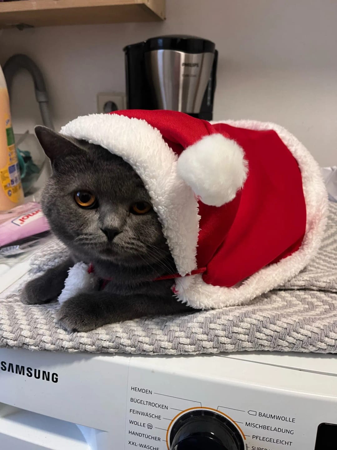 Photo d'un chat portant une cape de noël. Avis 5 étoiles laissé sur la boutique Mon Petit Chihuahua. Convient aussi aux chats.