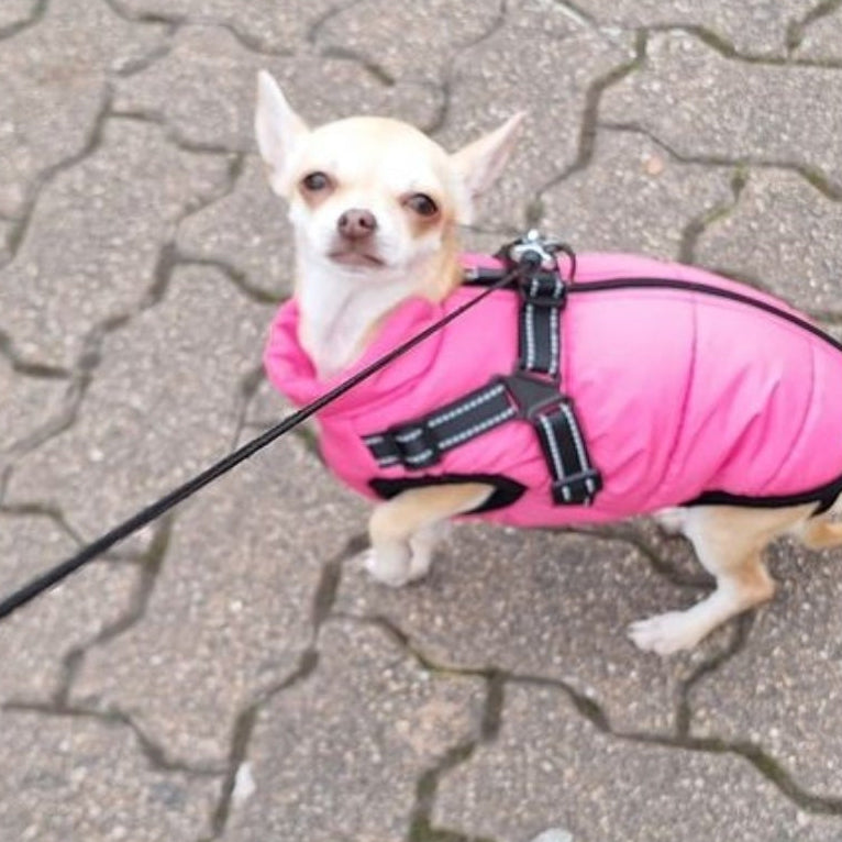 Photo d'un petit chien qui porte un harnais doudoune rose. Avis 5 étoiles laissé sur la boutique Mon Petit Chihuahua. Convient aussi à d'autres petits chiens et aux chats.