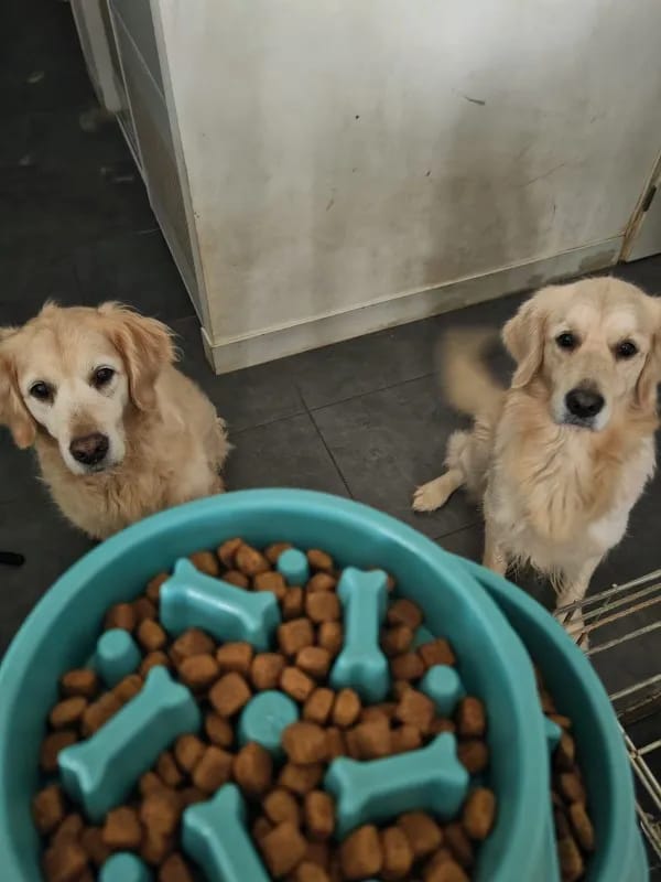 Photo de deux labradors qui attendent pour manger dans une gamelle anti gloutons. Avis 5 étoiles laissé sur la boutique Mon Petit Chihuahua. Convient aussi aux chats.
