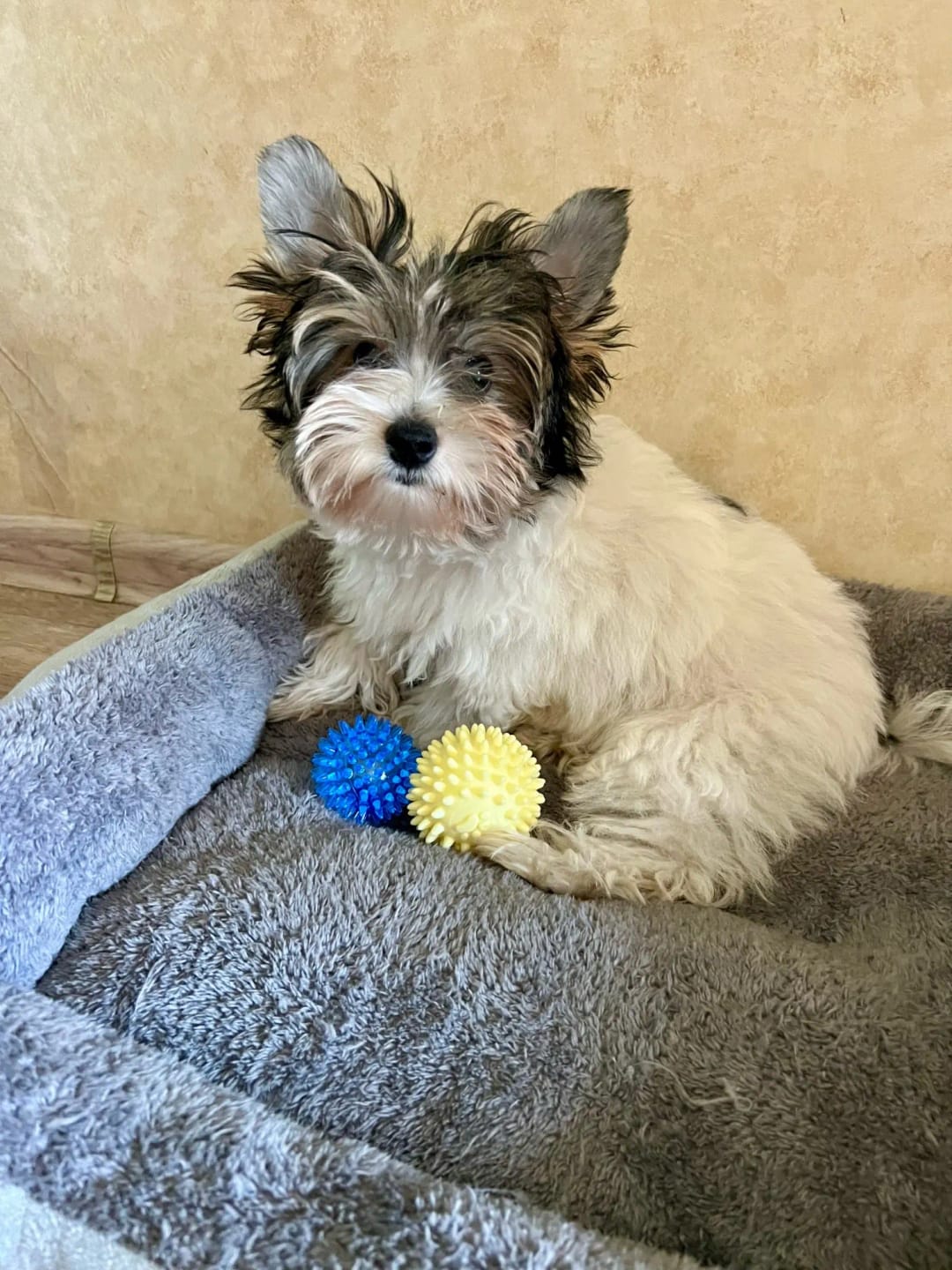 Photo d'un yorkshire dans sa niche avec 2 balles. Avis 5 étoiles laissé sur la boutique Mon Petit Chihuahua. Convient aussi aux chats.