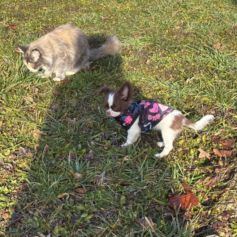 Photo d'un petit chien qui porte un manteau doudoune rose et noir. Avis 5 étoiles laissé sur la boutique Mon Petit Chihuahua. Convient aussi à d'autres petits chiens et aux chats.