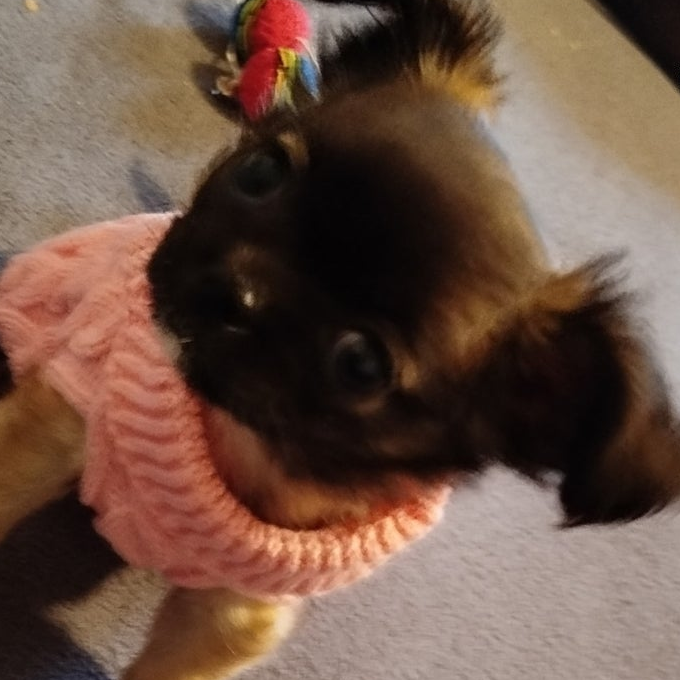 Photo d'un petit chien qui porte un pull en laine rose. Avis 5 étoiles laissé sur la boutique Mon Petit Chihuahua. Convient aussi à d'autres petits chiens et aux chats.