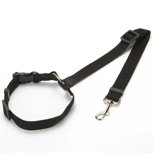 Chihuahua-Halsband: Autogurt